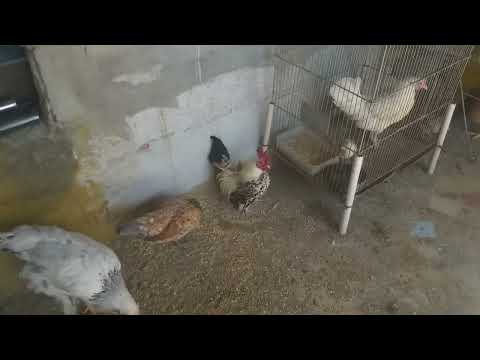 ليساندر S06E02 الدجاج ناميكاالبرازيل حلقة جديدة كاريكاتير 