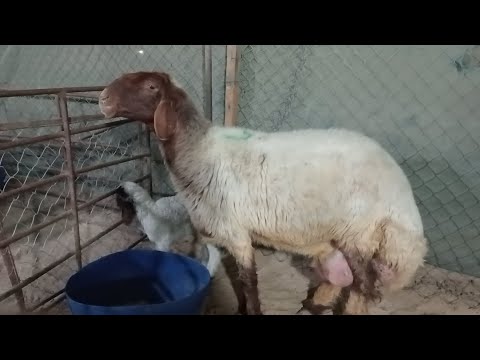SA KULUNGAN NG MGA TOPA🦛🦛