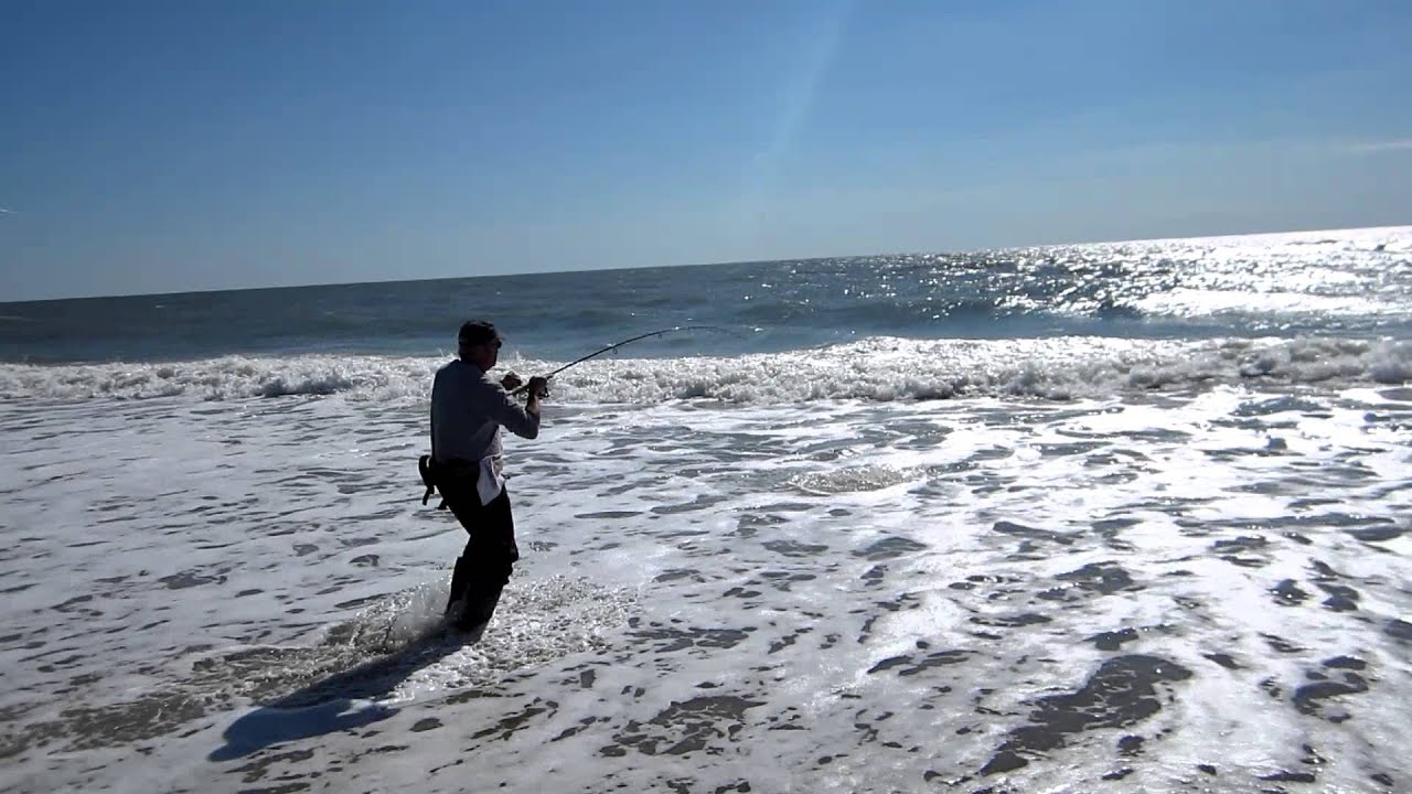 Emerald Isle Beach Black Drum Caught Fall Surf Fishing Nov 3