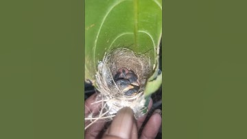 DAY 4 ANAKAN BURUNG PRENJAK LUMUT 😍😍😍 #birds #prenjak #burungkicau #burung #anakburung #kicaumania