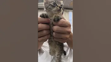 保護猫ハッピー 脱力 