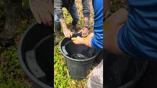 Trout stocking Three Forks Creek in West Virginia.