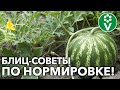 КАК И ЗАЧЕМ ФОРМИРОВАТЬ АРБУЗЫ, ДЫНИ, ТЫКВЫ?! Для особо крупных, сладких плодов!