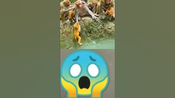 The confusing behavior of animals All animals are created equal Wonderful #funny #comedy