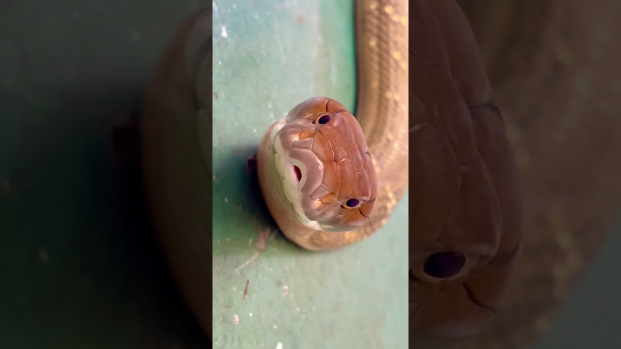 When a King Cobra is smart enough to know U R Friends! 