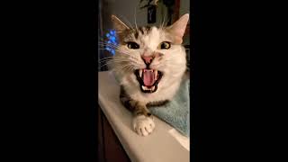 Nice Kitty @brianp3161