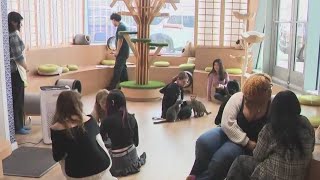 New cat cafe opens in Queens