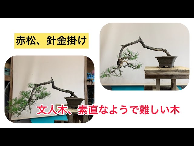 赤松　[曲変わり木]　大品盆栽 ヨシロックです。 maxresdefault.jpg