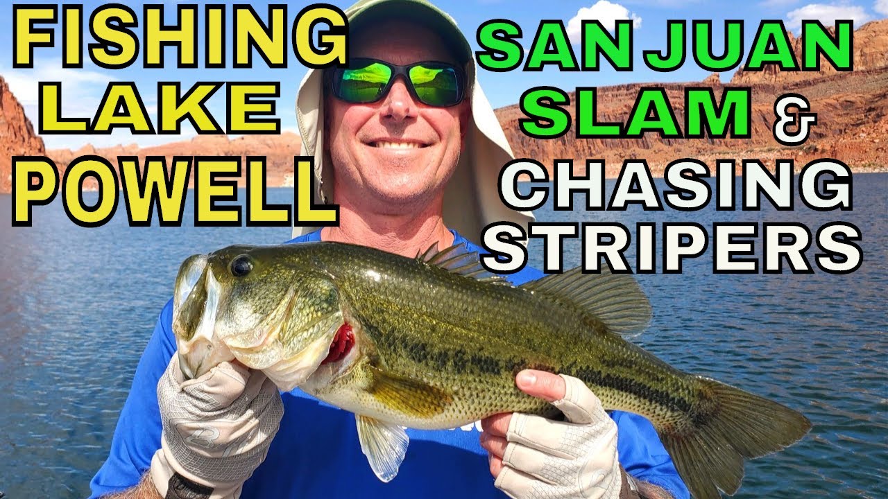 Fishing for Stripers on Lake Powell Utah with Sebile's new lures