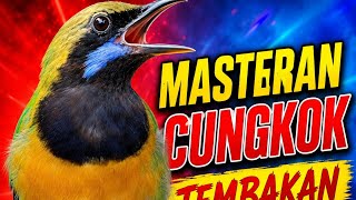 MASTERAN CUNGKOK,TEMBAKAN RAPAT DAN TAJAM,,DURASI 1 JAM  COCOK BUAT MASTERAN