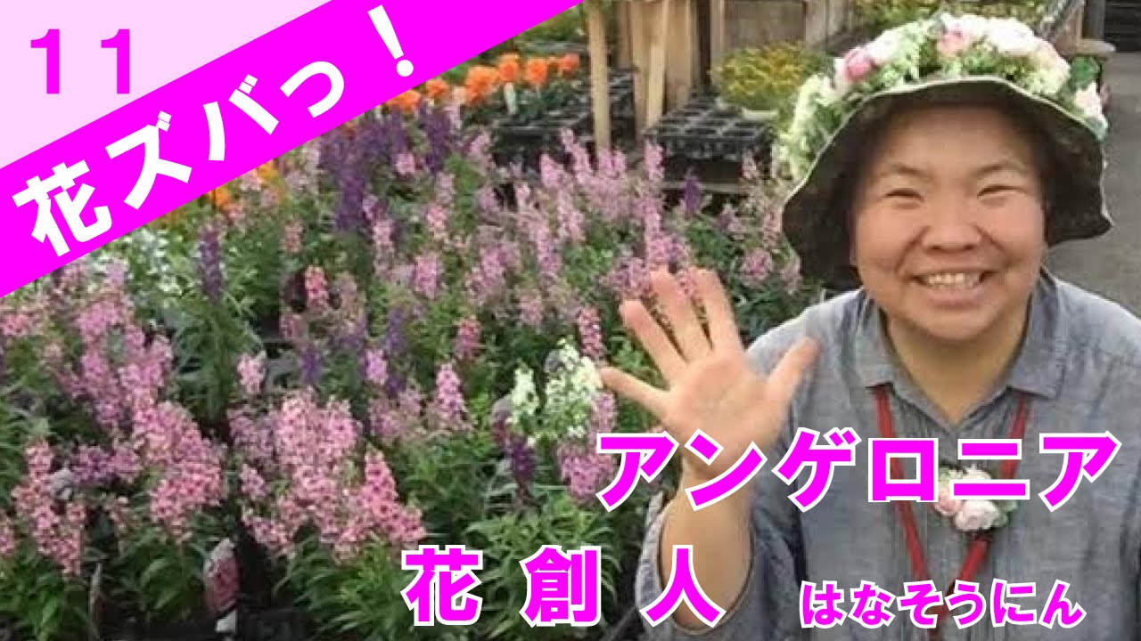 アンゲロニア 花ズバっ 季節の花と寄せ植えの使い方紹介 11 花創人ガーデニング教室 Youtube