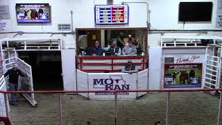 3-20-21 Bison Cow 1,900 Thank You Brad Scott