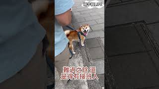 【宇楓日常】迷因柴犬過世了...