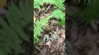 Edible Wild Mushrooms- Bear Hunting, Minnesota