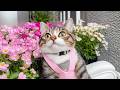 Deep Soothing Music for Sensitive Cats - Calm Stress Relief with Cats Music, Cat Relaxation Playlist