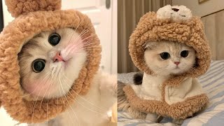 Try Not To LAUGH CATS Videos  Funny Cat Memory  #2