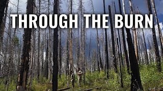 Through The Burn - A New Mexico Archery Elk Hunt