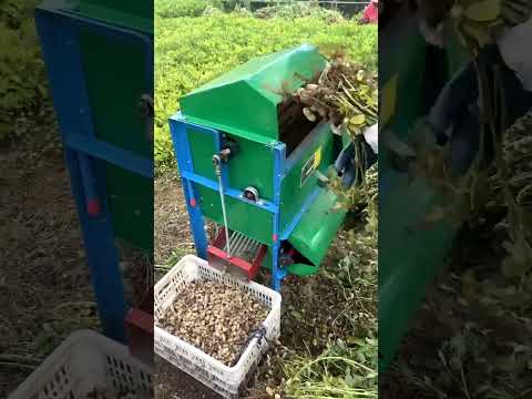 Amazing Peanut Thresher #satisfying #shot