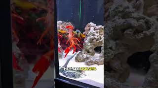 Nature’s tiny boxer packs a shocking punch🥊 #mantisshrimp #animalfacts #animals #fyp