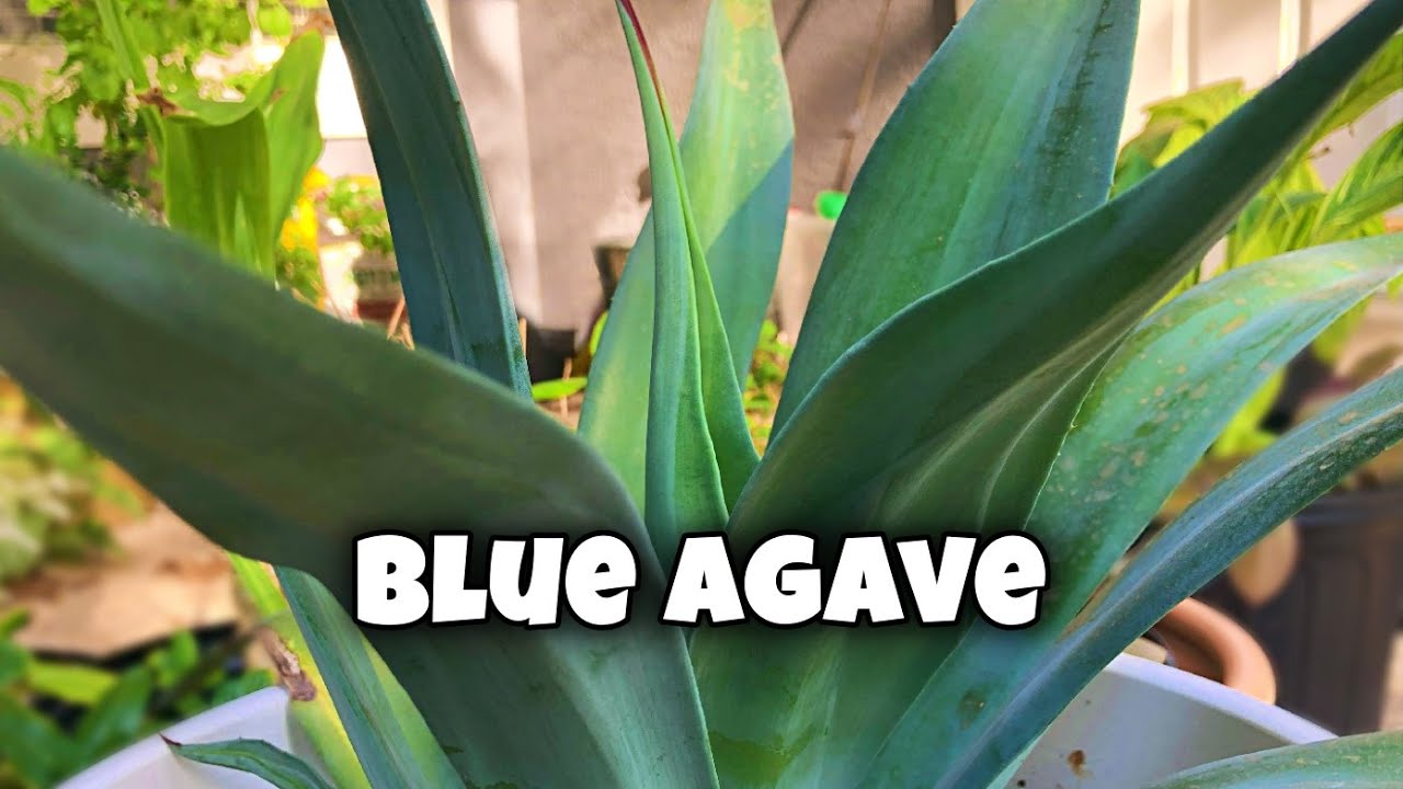 Blue Agave Plant Care and Update 🪴🌱🌿 💚