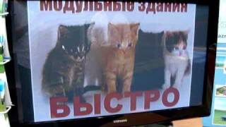 Кошки и котята ("БЫСТРО! РАЗНЫЕ!") на службе маркетинга. Кошки и котята ("БЫСТРО! РАЗНЫЕ!") на службе маркетинга.