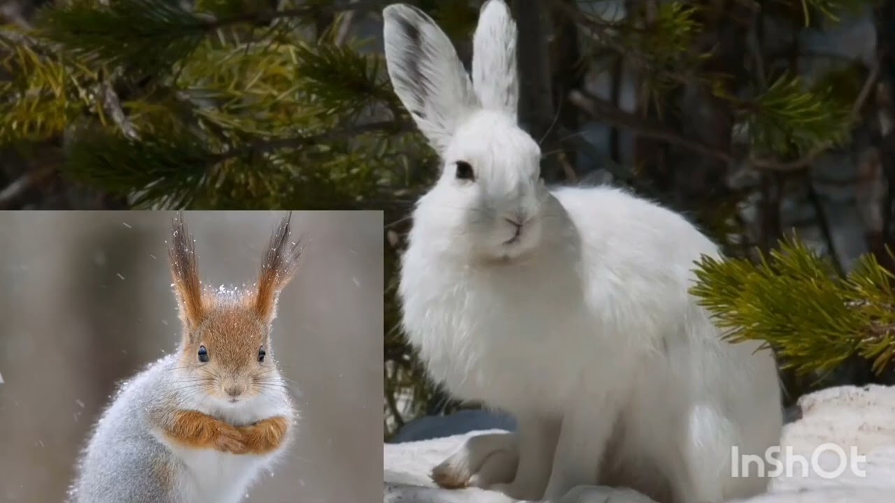 Ознайомлення з природнім довкіллям «Останні дні зими». Ранній вік 