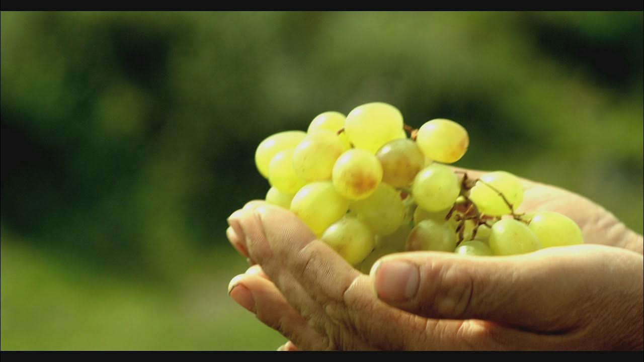 SANTORINI GRAPE Scenes from Santorini YouTube