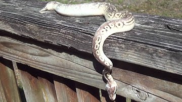 Silverstreak Ball Python