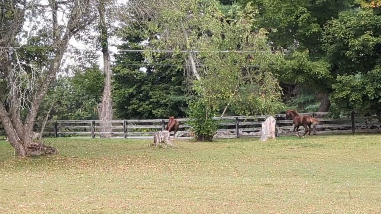 Victoria's Secret "Posh" 2025 KWPN liver chestnut filly by Premier SFF out of a direct Rousseau mare