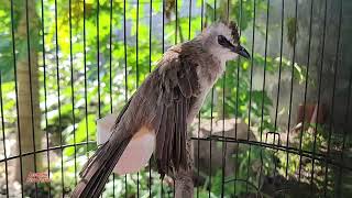 PEMULA WAJIB MAMPIR! TRUCUKAN UMURNYA SUDAH TUA TAPI KAKINYA TIDAK NYISIK