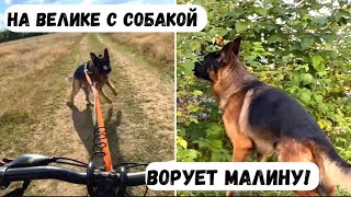 НА ВЕЛИКЕ С СОБАКОЙ [влог] - байкджоринг, собака ворует малину