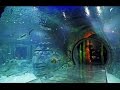 Sea Life Orlando Full Walkthrough