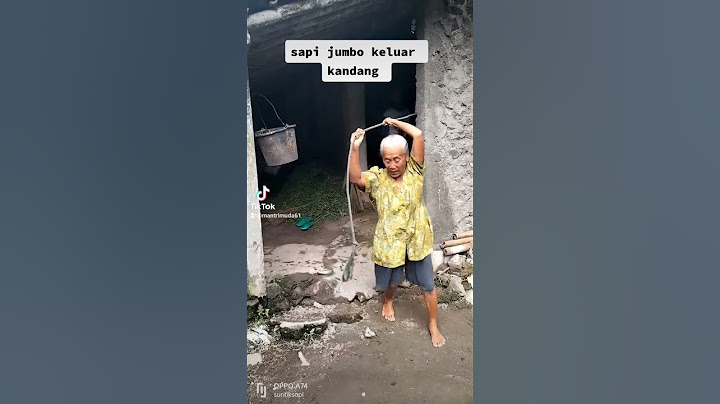 sapi jumbo keluar kandang@kandangsapindesooficial