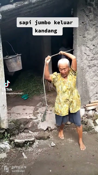 sapi jumbo keluar kandang@kandangsapindesooficial