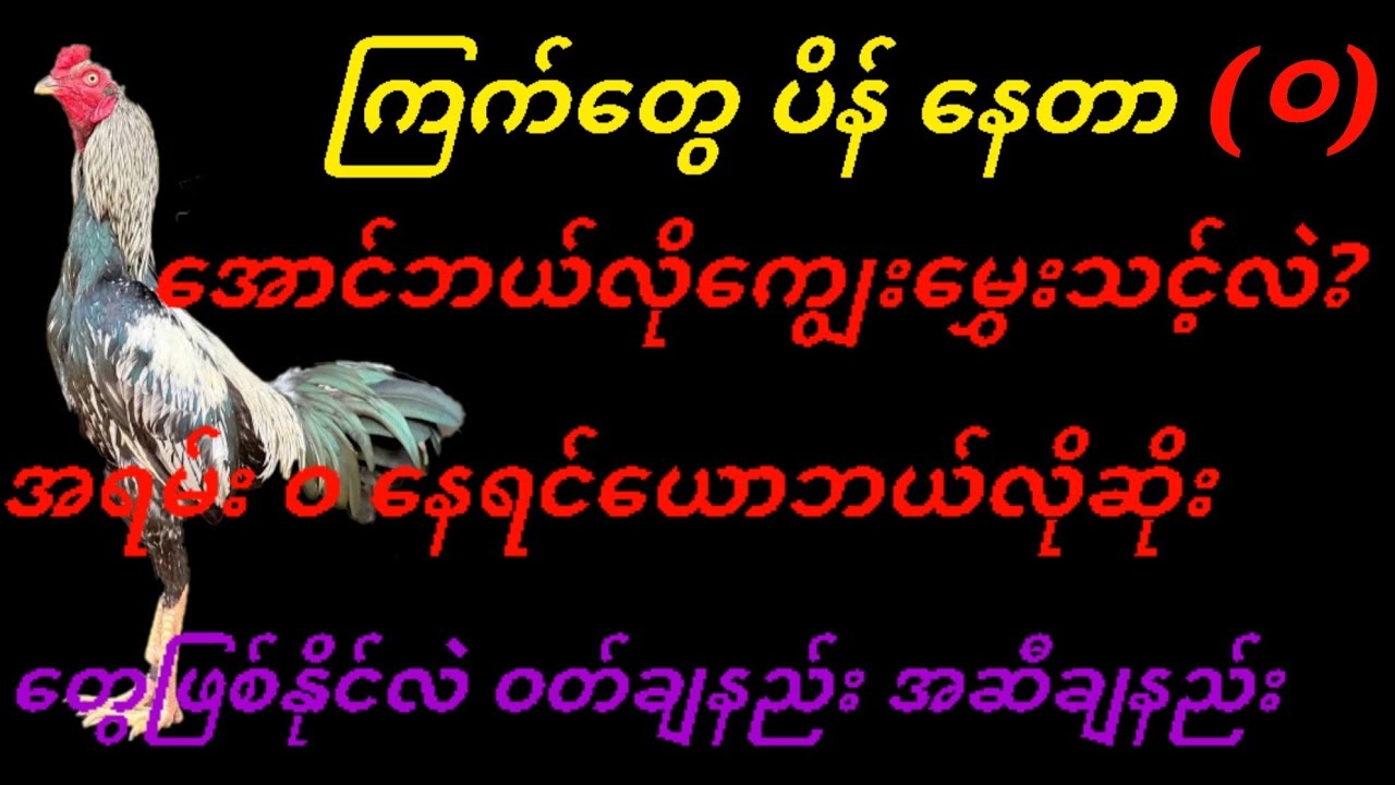 @ကြက်တွေပိန်နေတာ ဝ အောင်ဘယ်လိုကျွေးမွှေးသင့်သလဲဆိုတဲ့ညီကိုတွေတွက်နှင့် အဝလွန်နေရင်ယောဘယ်လိုဝိတ်အဆီချ