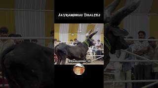 ગૌ મહાકુંભમાં ધુમ મચાવતી પારેવાની ગાય 🔥👑 #gujarat #gaumata #farming #explore