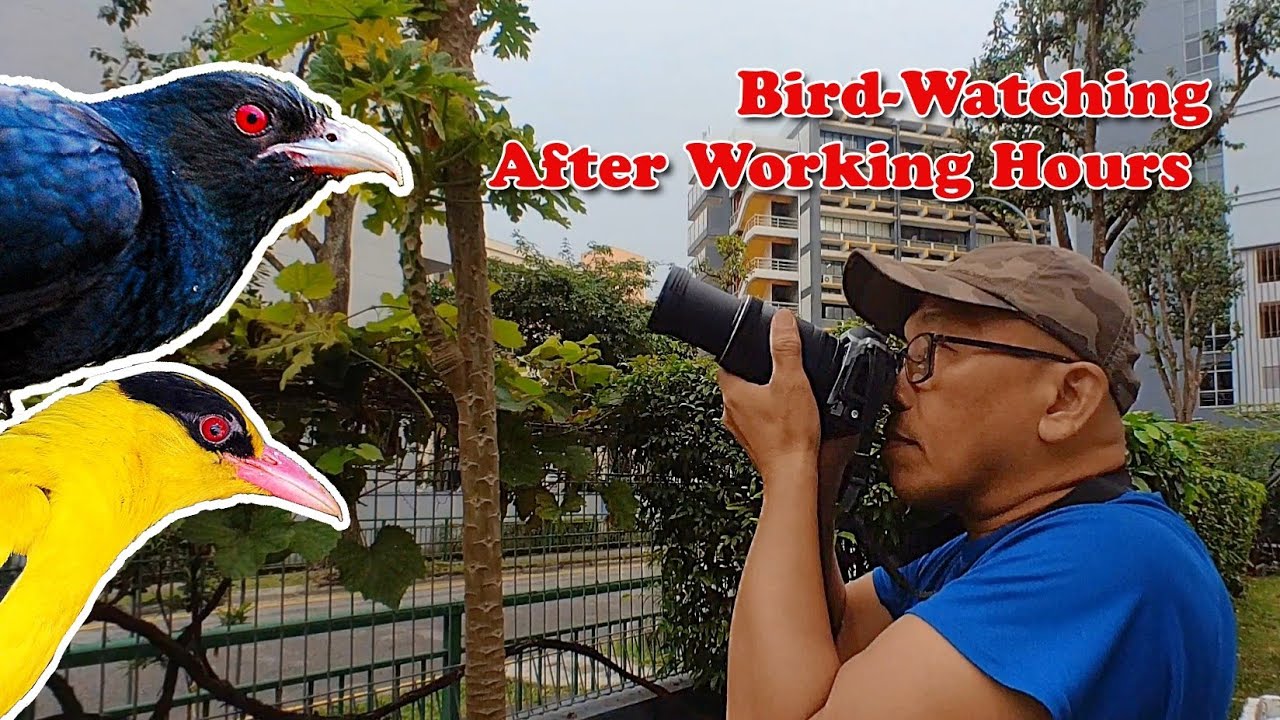 Bird-Watching After Working Hours At My Workplace | Sabahan Birding in Singapore 