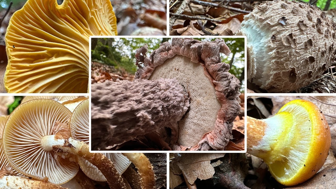 Echter oder Falscher Pfifferling? Tolle Habitatserkundung im Oktober | Pilze im Herbst | 02.10.2025