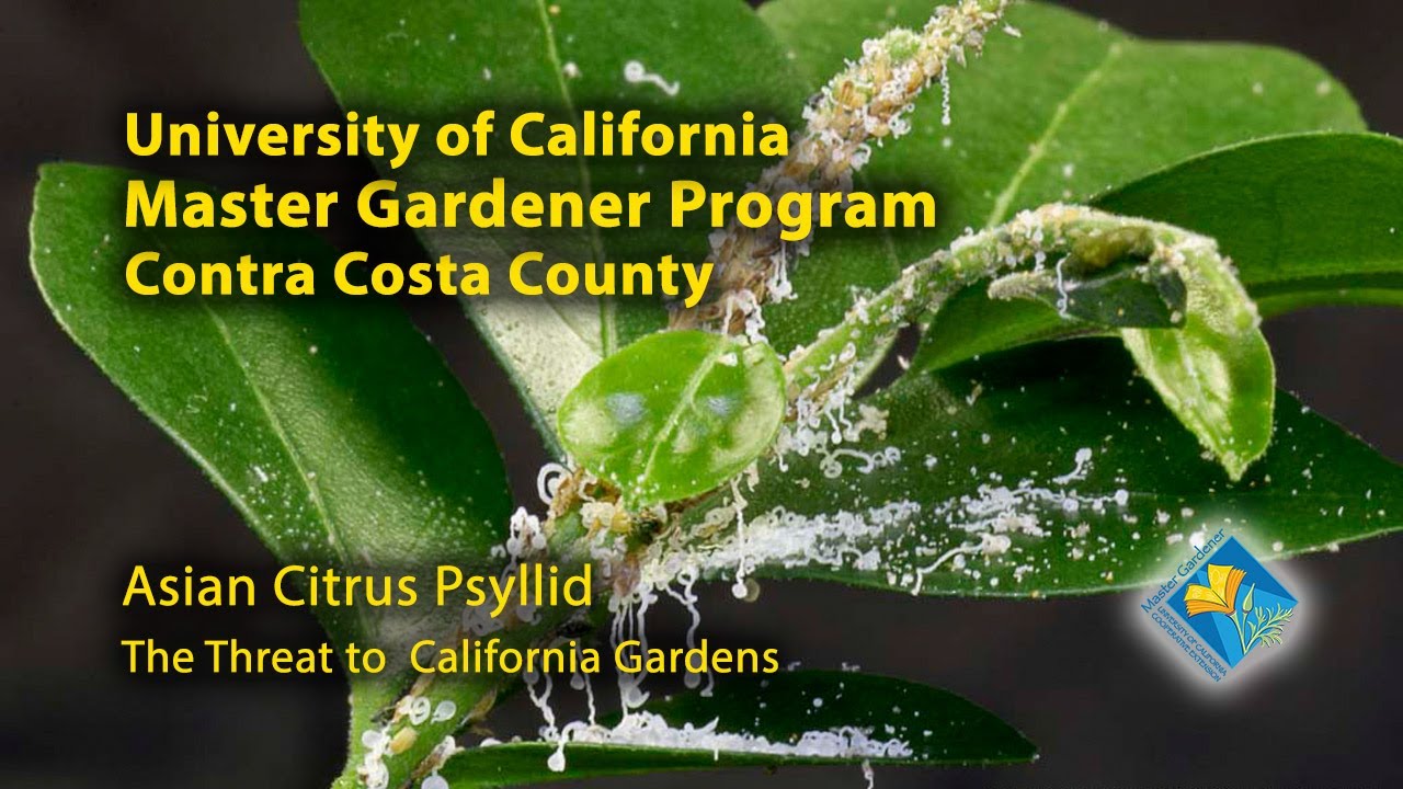 Asian Citrus Psyllid: the Threat to California's Plants