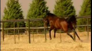Klawervlei Stud Introduction Part 3