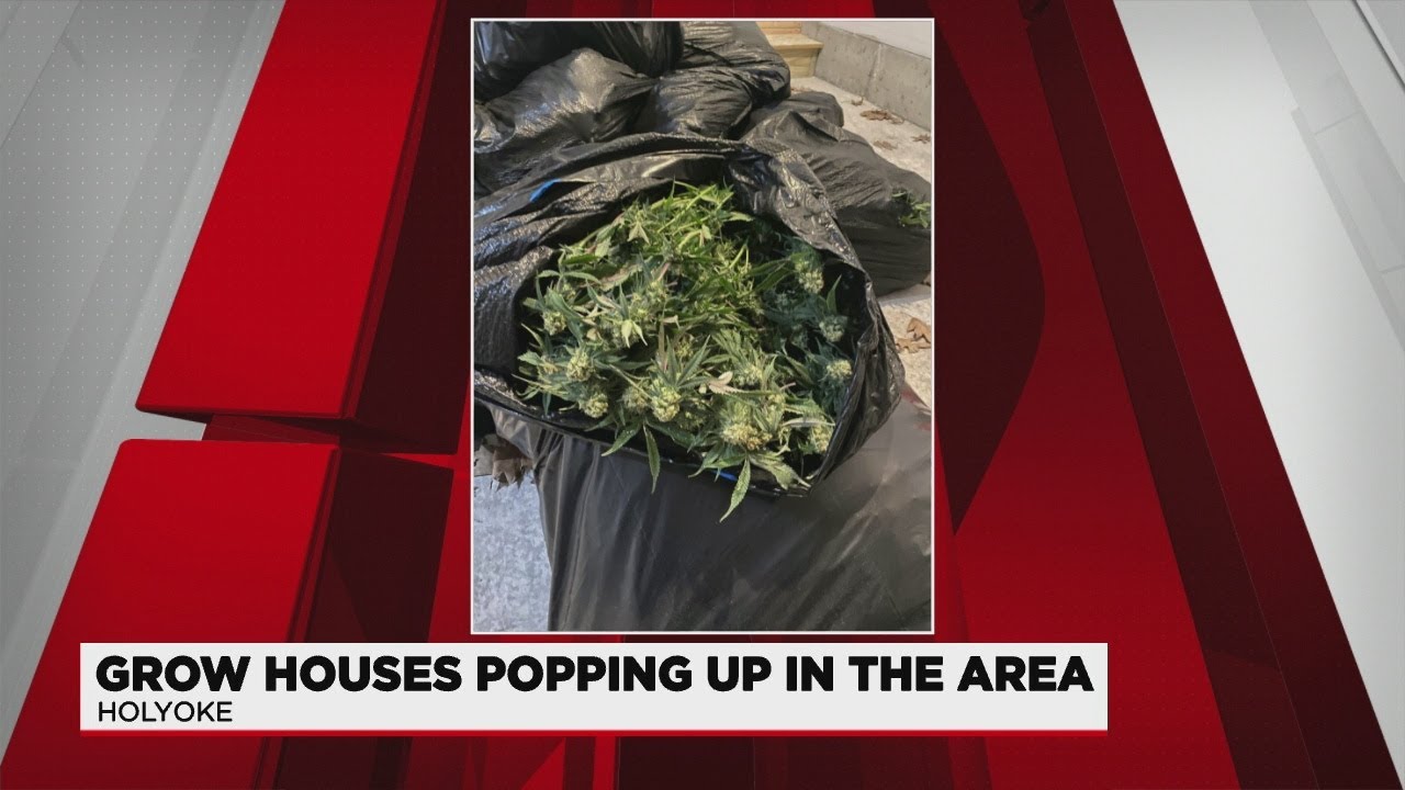 Marijuana grow houses popping up in western Massachusetts CBD Rumor