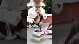 Download Lagu misteri ular 🐍 kobra terpecahkan seruling #video tikTOK viral shorts MP3