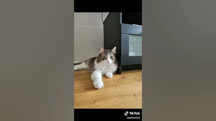 Video 11659871: kitten pets funnycat cutecat, cat cutecat pets funnycats, kitten cute pets funnycat, kitten pets funny cutecat