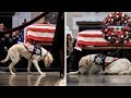 George H.W. Bush’s Beloved Service Dog ‘Sully’ Has A Heartwarming New Mission George H.W. Bush’s Beloved Service Dog ‘Sully’ Has A Heartwarming New Mission
