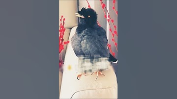 مشهد مؤثر لتلاوة خاشعه؛  تأثر الطائر لحظه ذكر"فذلك الذي يدع اليتيم" كأن قلبه اهتز لهذا المعني العظيم