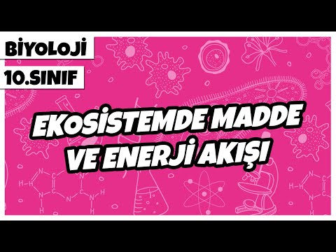 Video: Bir ekosistemde enerji akışı ve besinler nasıl döngü yapar?