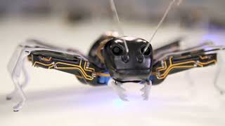 Festo bionicants|documentary| youtube Keruwawa - කෙරුවාව