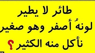 طائر لا يطير لونه اصفر وهو صغير ناكل منه الكثير |  قناة حظر فظر