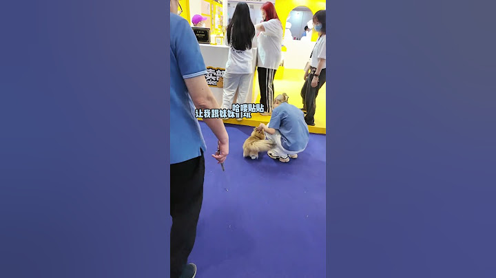 这家伙绝对是猫界社牛天花板#萌宠出道计划 #梅西的猫 #猫咪的迷惑行为 #米努特 #阿夫家的猫梅小米 阿夫Ashraf DOU+上热门