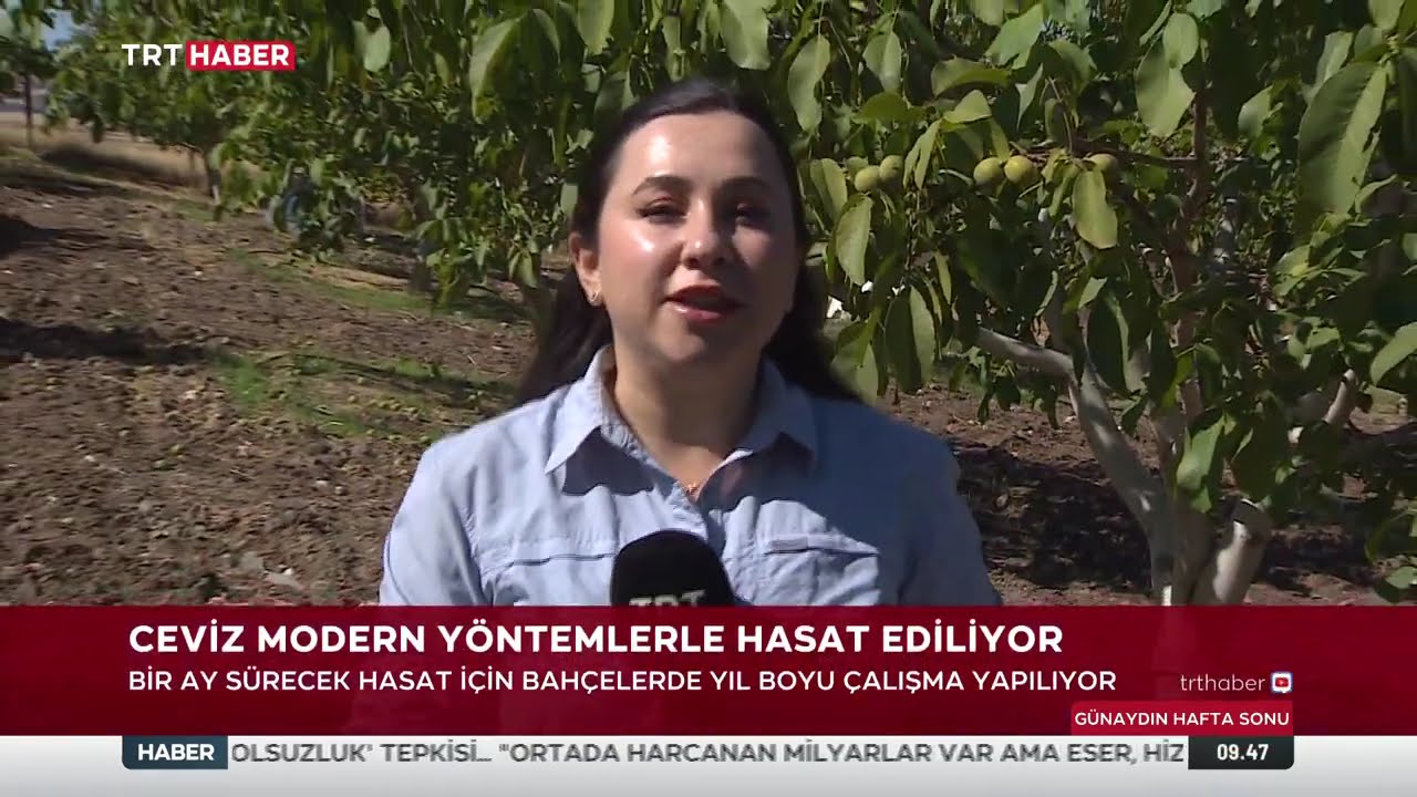 KAMAN CEVİZİ HASADI BAŞLADI